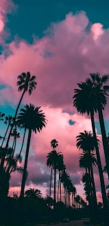 The image features tall palm trees silhouetted against a dramatic sky with pink and blue clouds at sunset or sunrise.